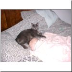 02-12-29_01__VB2 + Kitty.jpg